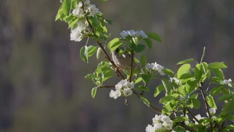 Tree sparrow foraging on blossom branch, slow motion Stock Footage 335185883
