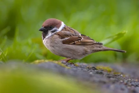 Tree sparrow in garden Stock Photos