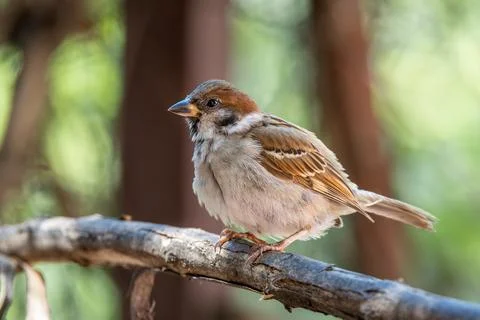 Tree sparrow in the garden Stock Photos