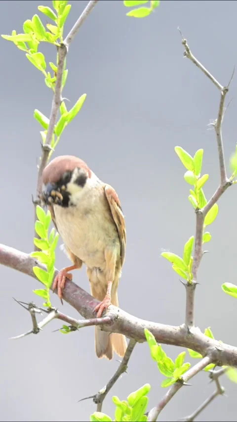 Tree Sparrow Holding Insect Under Wild Jujube Tree Stock-Footage 342722396