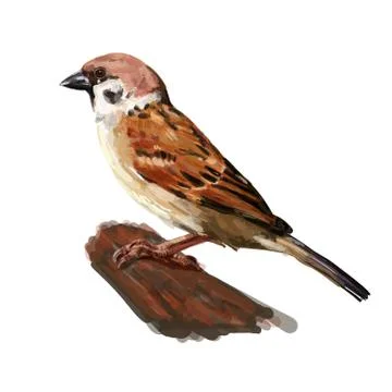 Tree sparrow holding on twig isolated on white Stock Illustration