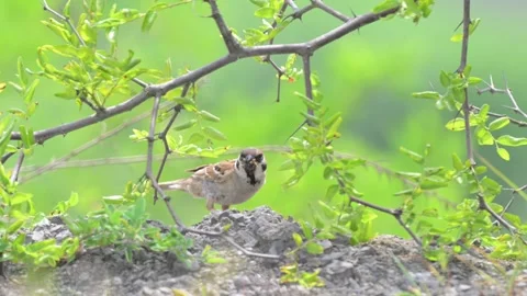 Tree Sparrow with Insect Under Wild Jujube Tree Ready to Fly Stock Footage 342580825