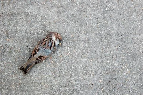 Tree sparrow lying dead on a concrete path Stock Photos
