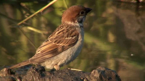 Tree Sparrow (Passer montanus) bathing in a puddle Video stock 49676231