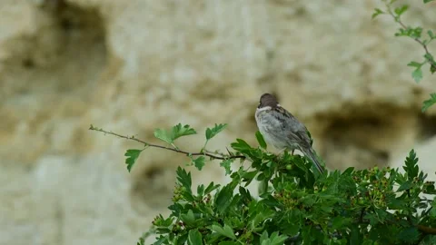 Tree Sparrow (Passer montanus) sits on a bush near the nest Stock-Footage 134739306