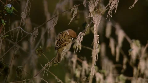 Tree Sparrow Pecking at Nettle Seedheads Stock Footage 314053637