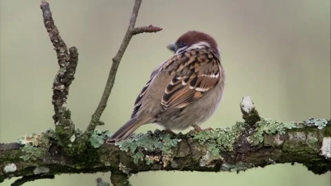 Tree Sparrow Perched with Fluffed Feathers Stock Footage 314053594