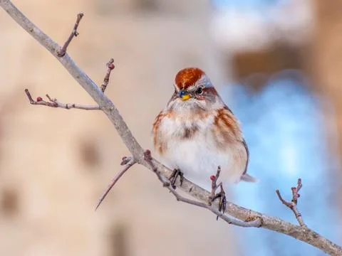Tree sparrow Foto stock