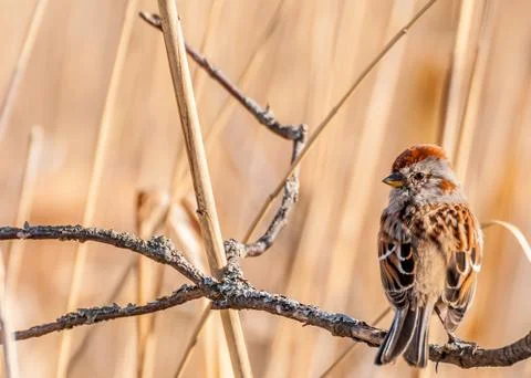 Tree sparrow Stock Photos