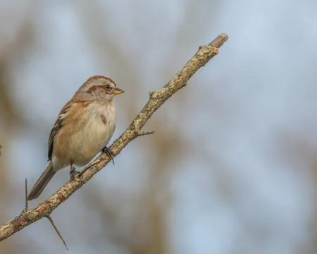 Tree sparrow Stock Photos