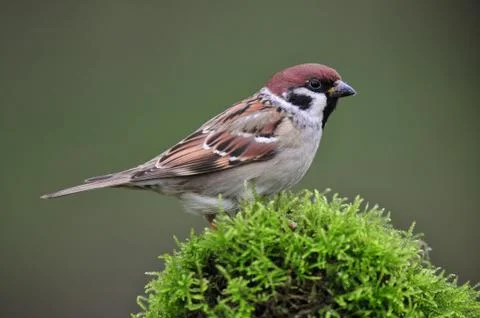 Tree sparrow Stock Photos