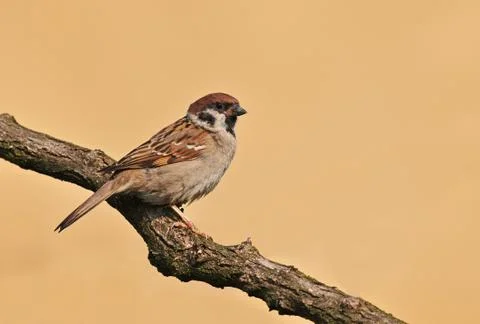 Tree sparrow Stock Photos