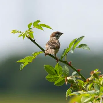 Tree Sparrow Stock Photos