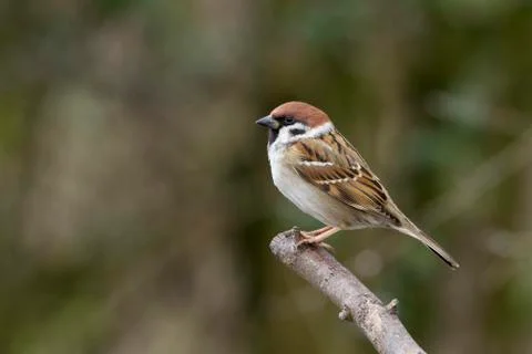 Tree sparrow Stock Photos