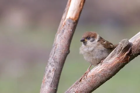 Tree Sparrow Stock Photos