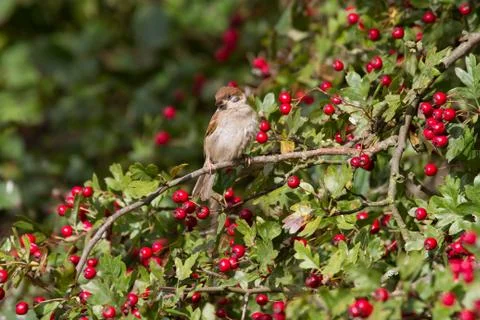 Tree Sparrow Stock Photos