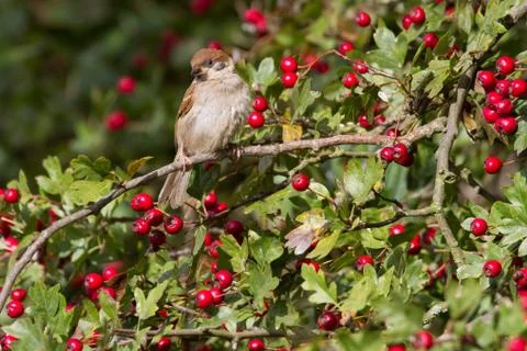 Tree Sparrow Stock Photos