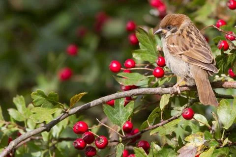 Tree Sparrow Stock Photos