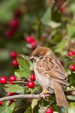 Tree Sparrow Stock Photos