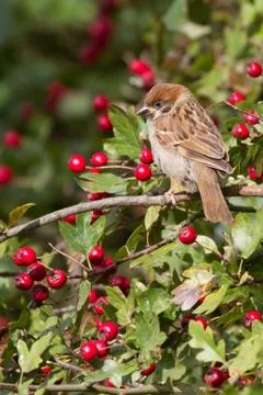 Tree Sparrow Stock Photos