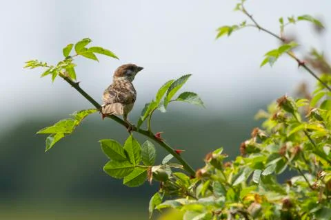 Tree Sparrow Stock Photos