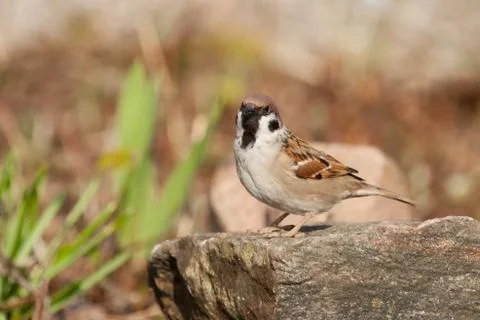 Tree Sparrow on a rock Stock Photos