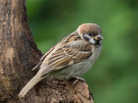 Tree sparrow side view Stock Photos