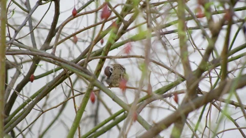 Tree sparrow sitting on the branches of a bush. Stock Footage 308598333