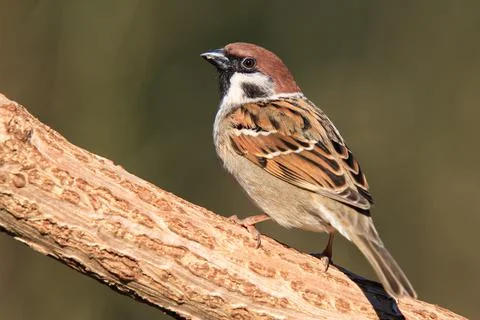 Tree sparrow sitting on trunk Stock Photos