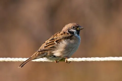 Tree Sparrow on a String Stock Photos