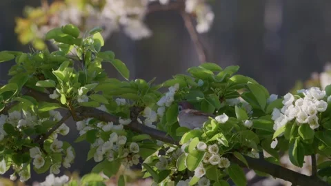 Tree sparrow tossing blossom, falling petals, slow motion Stock Footage 335185840