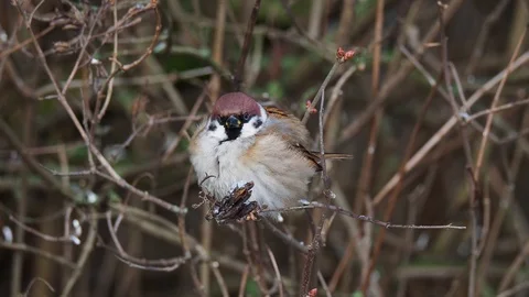 Tree sparrow on the twig Stock Footage 122690309