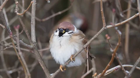 Tree sparrow on the twig Stock-Footage 122996453