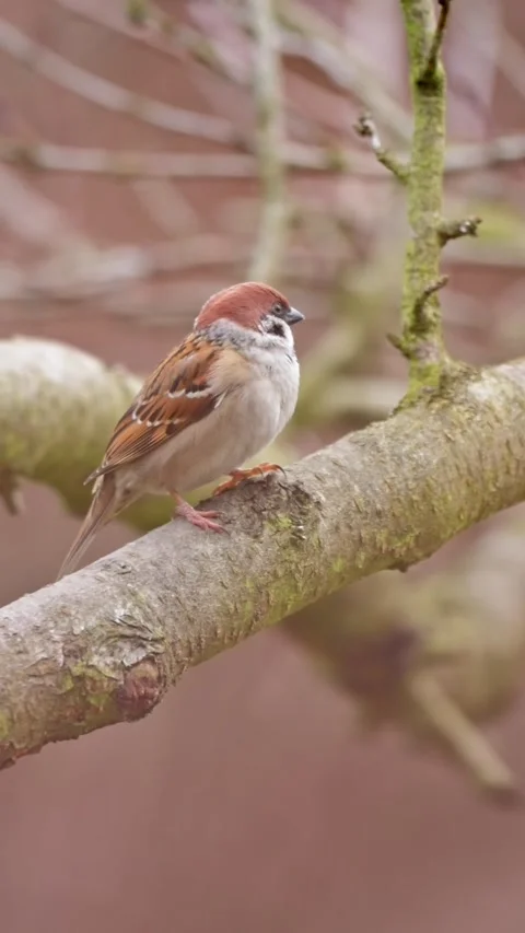 Tree sparrows and sparrows gather around feeder searching for seeds and fee.. Video stock 328731634