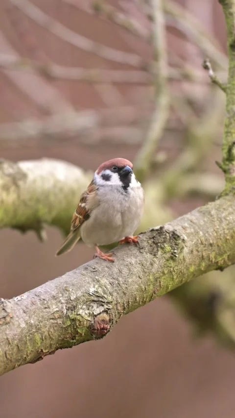 Tree sparrows and sparrows gather around feeder searching for seeds and fee.. Stock-Footage 328731743