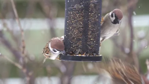 Tree sparrows on a bird feeder Stock Footage 244567033
