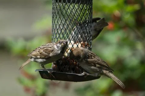 Tree sparrows on a bird feeder Stock Photos