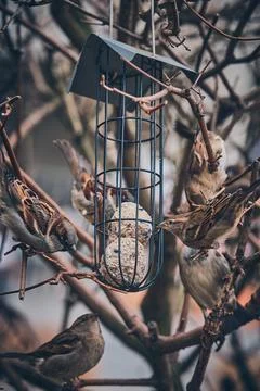 Tree sparrows at a bird feeder in a tree Stock Photos