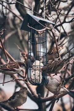 Tree sparrows at bird feeder in winter Stock Photos