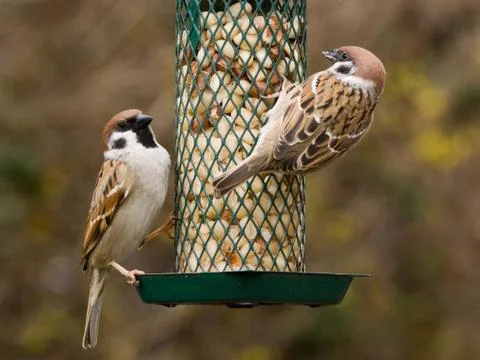 Tree Sparrows on a feeder Stock Photos