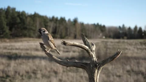 Tree sparrows flit and flutter about on a dead tree branch in fall. Video stock 172263393