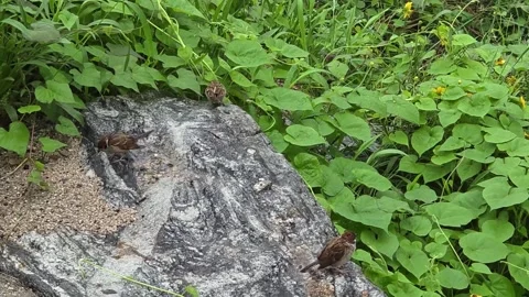 Tree Sparrows Gathered on a Wet Rock After Rain Stock Footage 340758055
