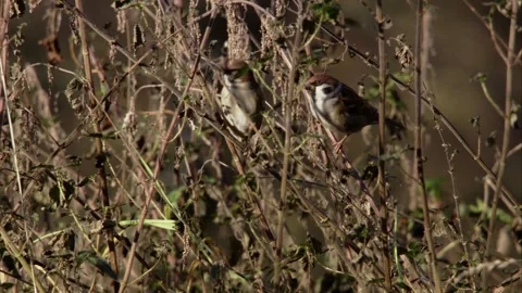 Tree Sparrows Pecking at Nettle Seed heads Stock Footage 314053635