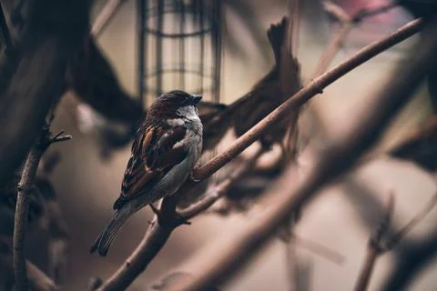 Tree sparrows sitting on twig in winter Stock Photos