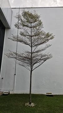 Tree with Sparse Leaves Against Wall Stock Photos