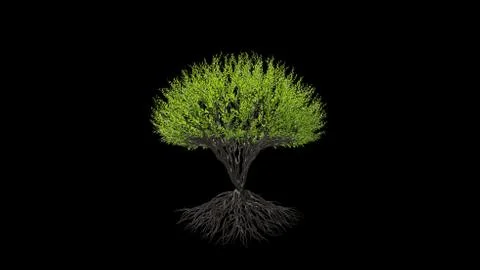 Tree in a spherical shape. Seasonal transition on black background. Eco Conce Stock Illustration
