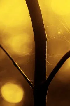 Tree with spider webs 库存照片