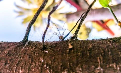 Tree Spider Webs Stock Photos