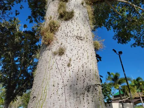 Tree with spikes on tree trunk bark in Puerto Rico Stock Photos