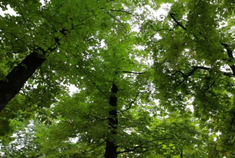 Tree Spin 01 SD Vídeo Stock 827709